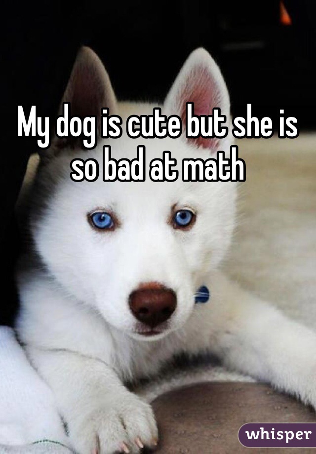 My dog is cute but she is so bad at math 