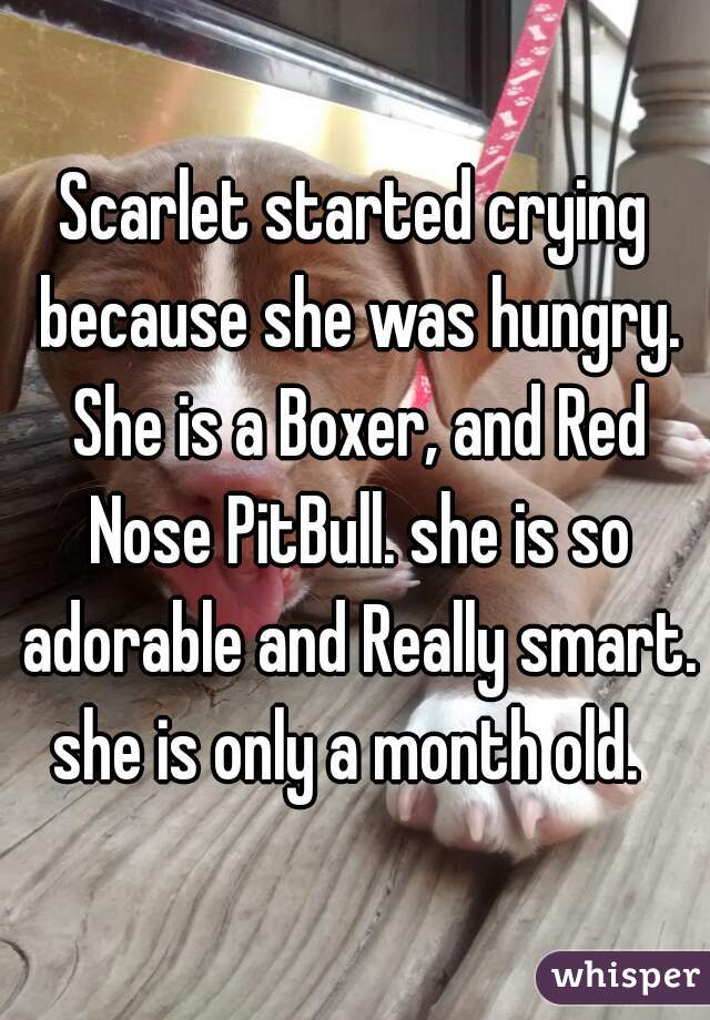 Scarlet started crying because she was hungry. She is a Boxer, and Red Nose PitBull. she is so adorable and Really smart. she is only a month old.  