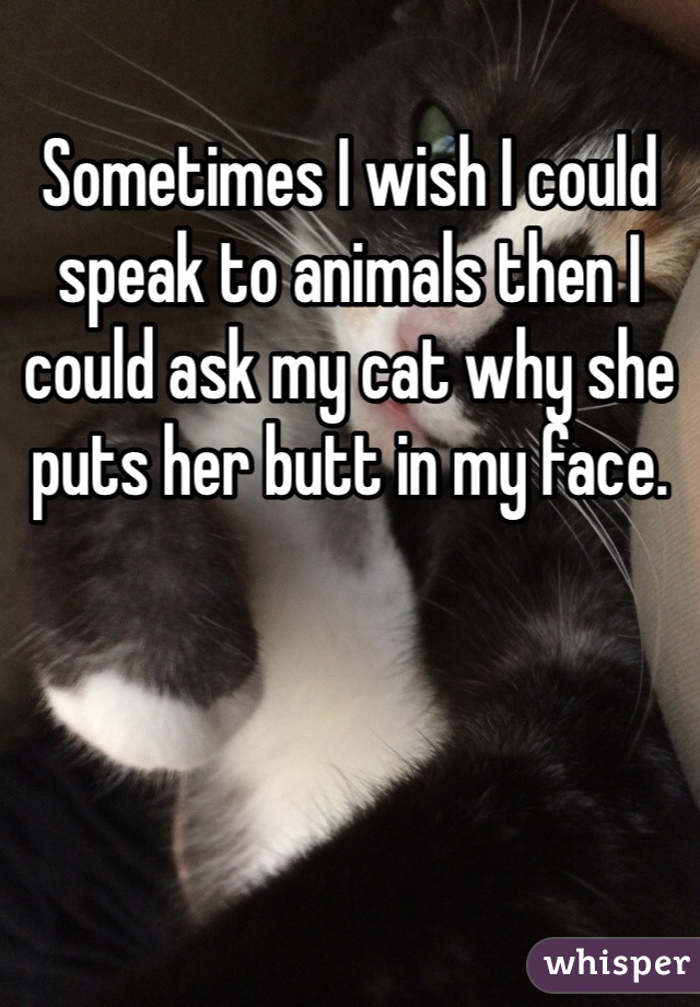 Sometimes I wish I could speak to animals then I could ask my cat why she puts her butt in my face.