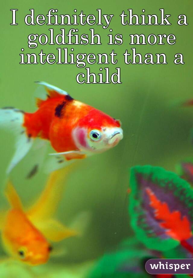 I definitely think a goldfish is more intelligent than a child 
