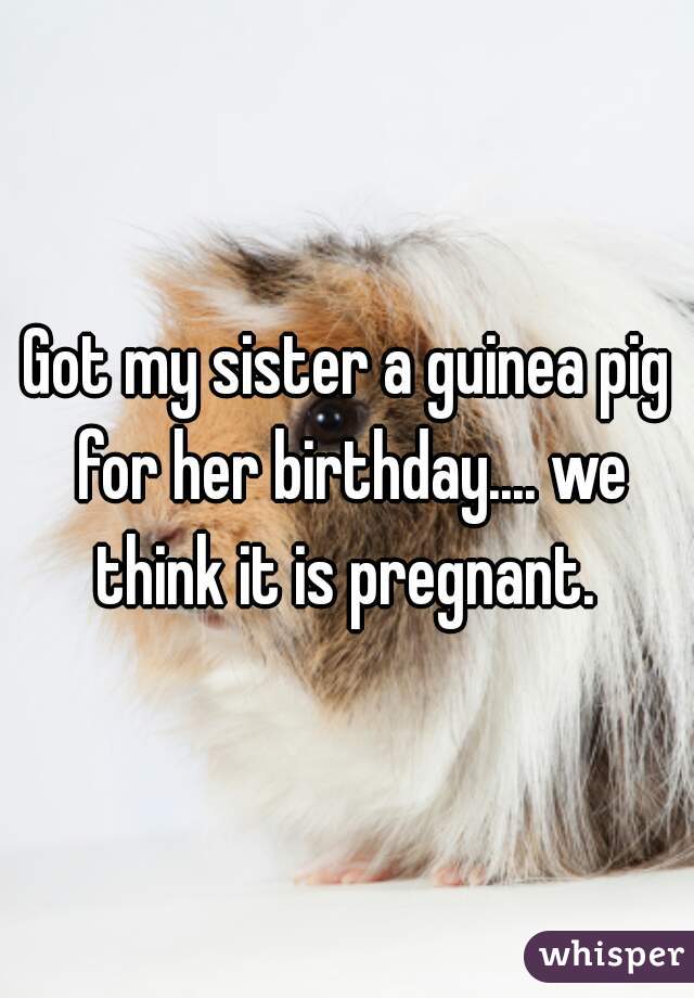 Got my sister a guinea pig for her birthday.... we think it is pregnant. 