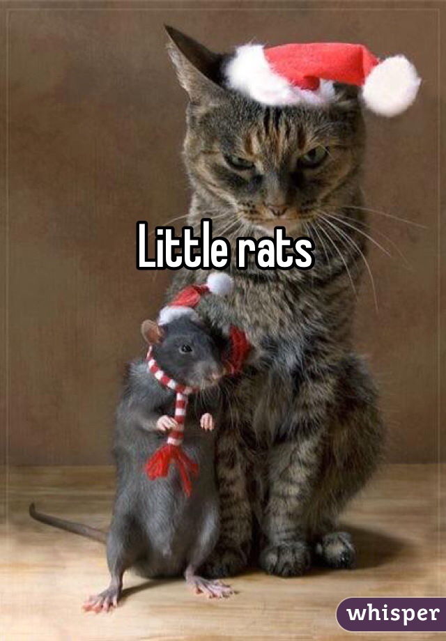 Little rats