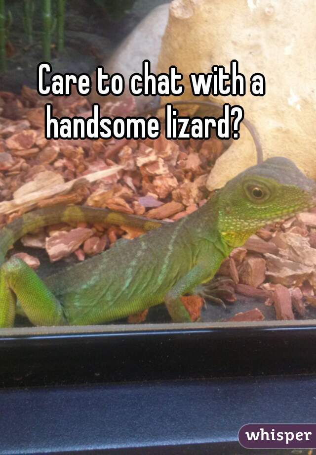 Care to chat with a handsome lizard?   