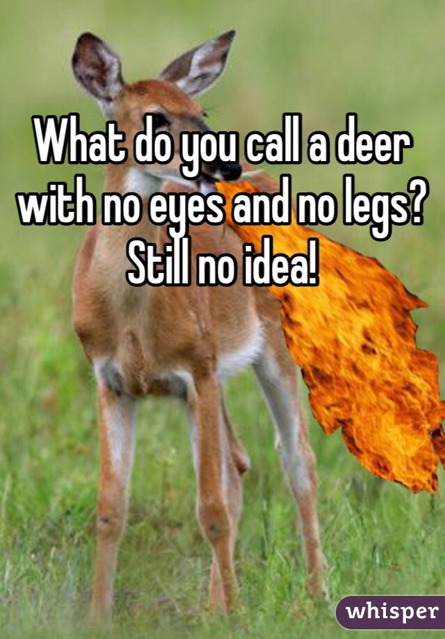 What do you call a deer with no eyes and no legs? Still no idea!