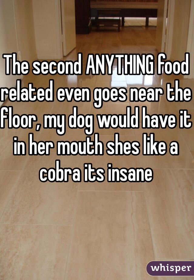 The second ANYTHING food related even goes near the floor, my dog would have it in her mouth shes like a cobra its insane