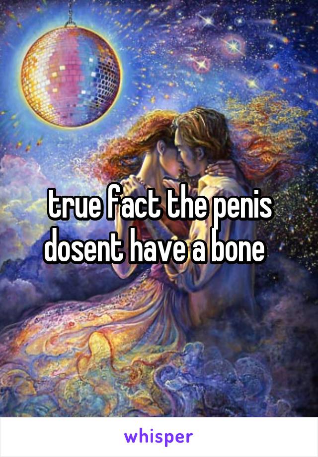 true fact the penis dosent have a bone  