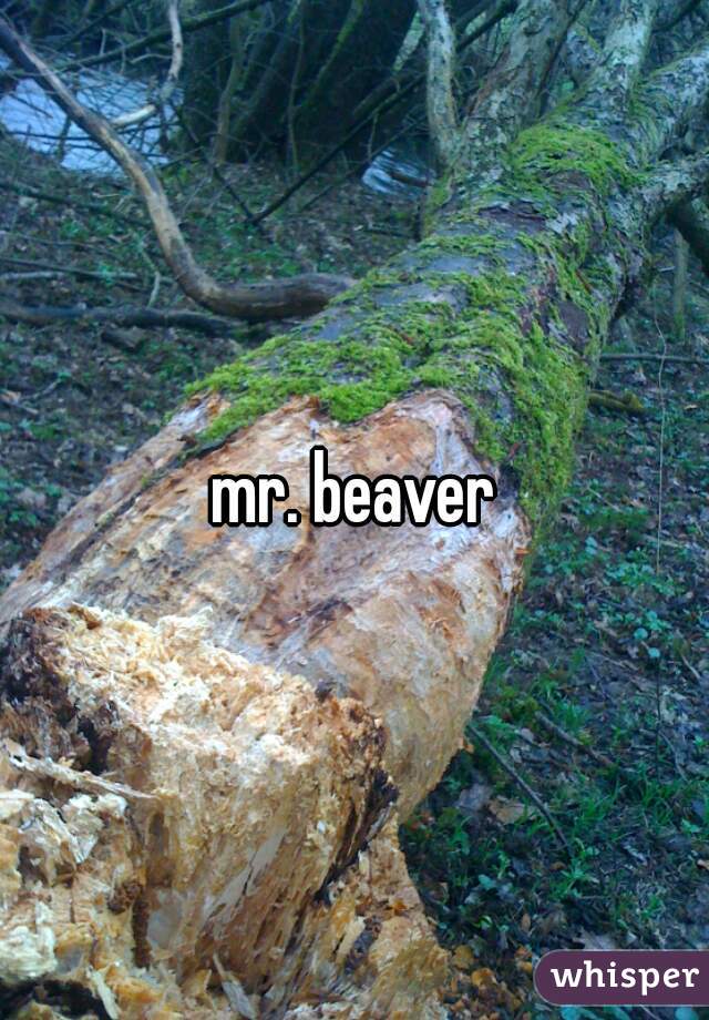 mr. beaver