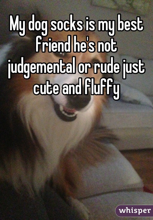 My dog socks is my best friend he's not judgemental or rude just cute and fluffy