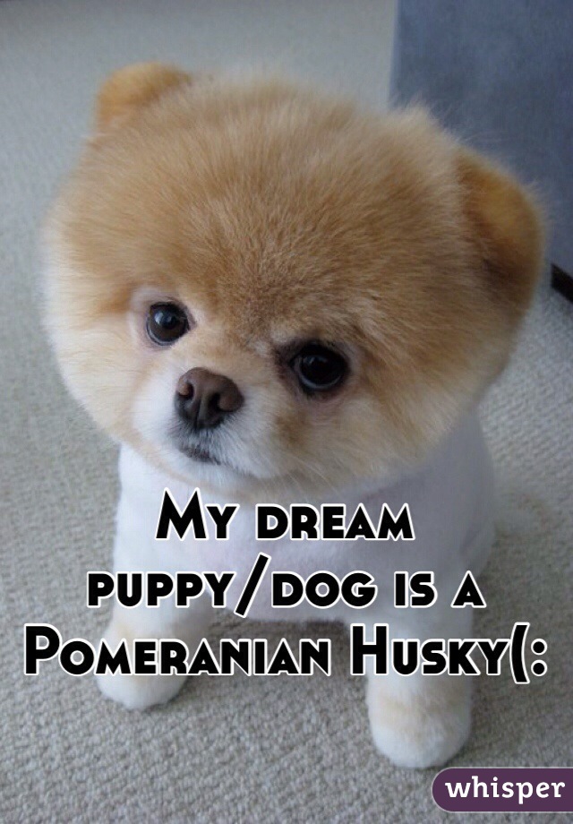 My dream 
puppy/dog is a 
Pomeranian Husky(: 