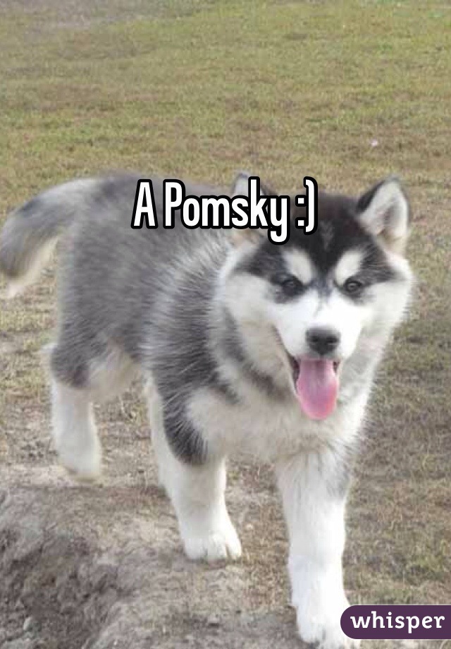 A Pomsky :)