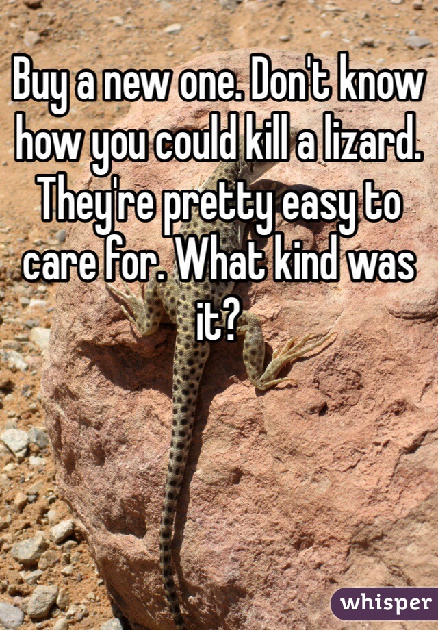 Buy a new one. Don't know how you could kill a lizard. They're pretty easy to care for. What kind was it? 