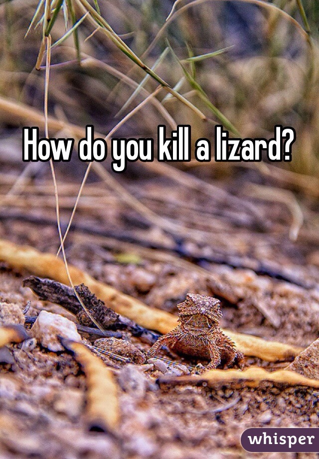 How do you kill a lizard? 