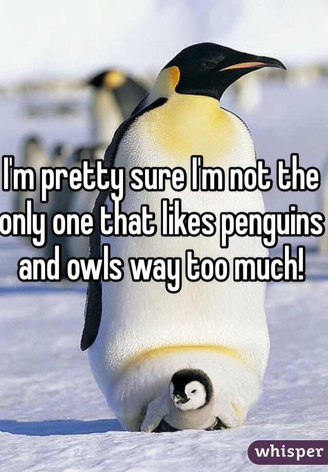 I'm pretty sure I'm not the only one that likes penguins and owls way too much!
