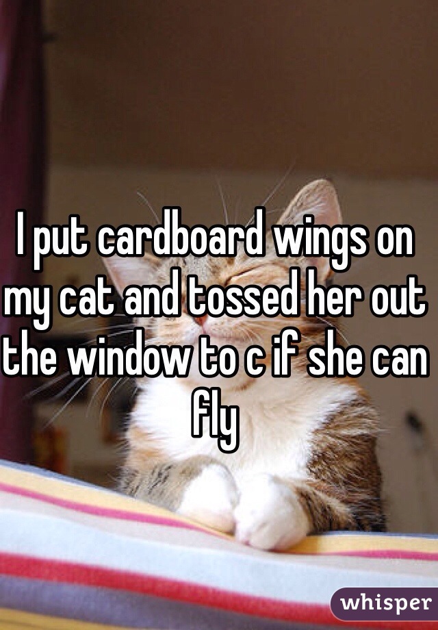 I put cardboard wings on my cat and tossed her out the window to c if she can fly 
