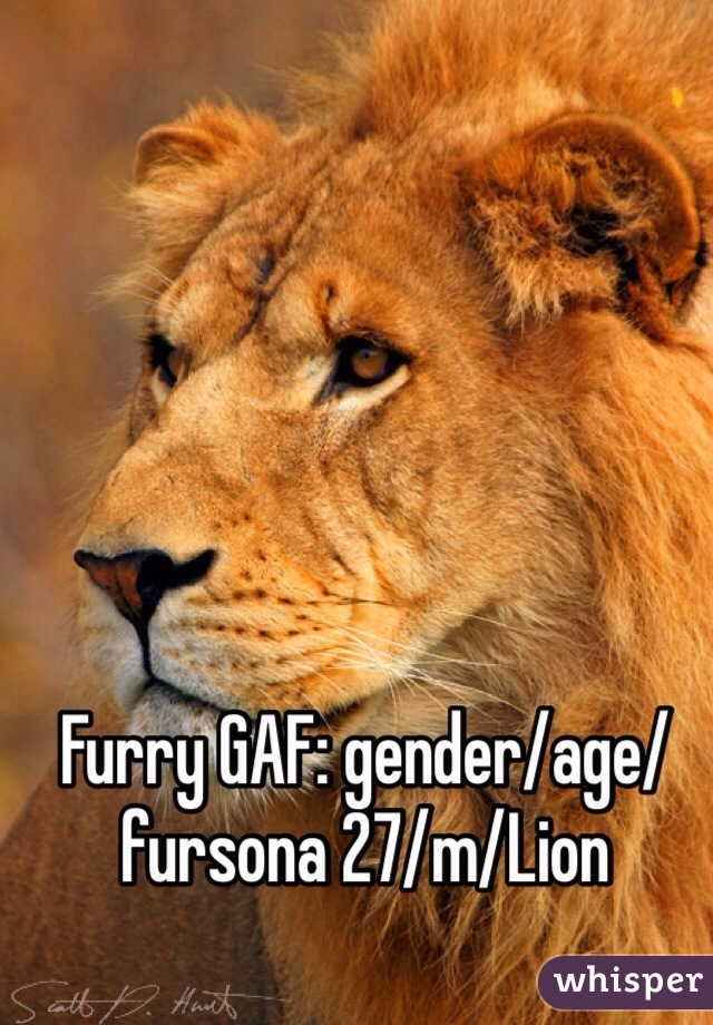 Furry GAF: gender/age/fursona 27/m/Lion