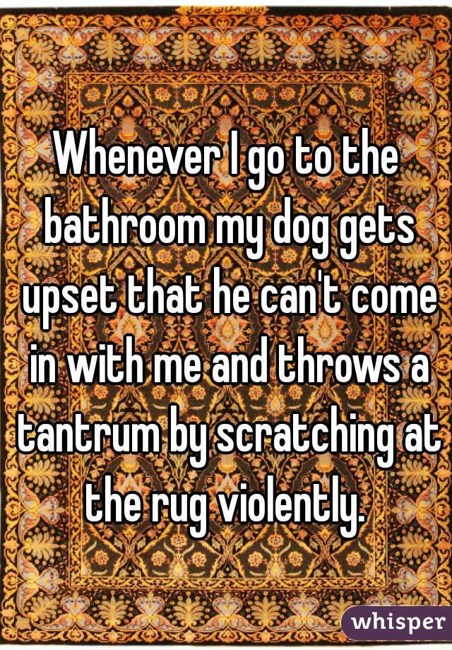 Whenever I go to the bathroom my dog gets upset that he can't come in with me and throws a tantrum by scratching at the rug violently. 