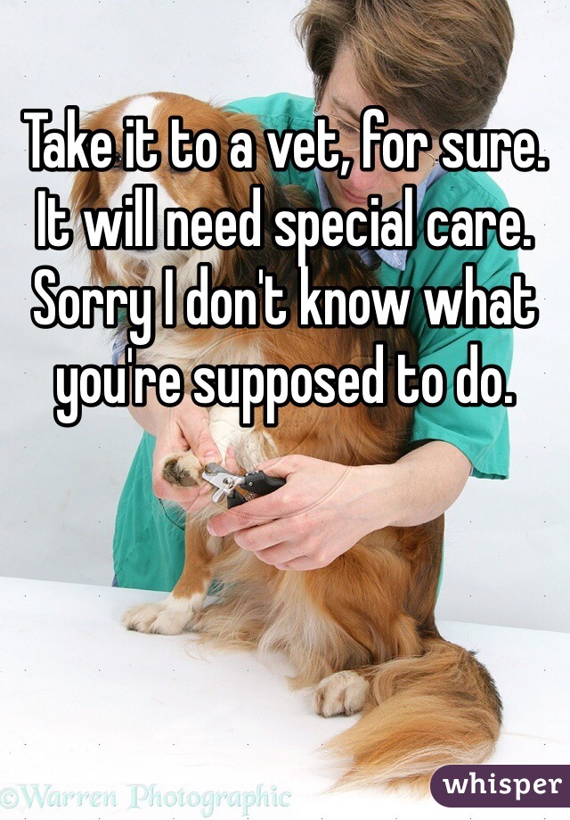 Take it to a vet, for sure. It will need special care. Sorry I don't know what you're supposed to do. 