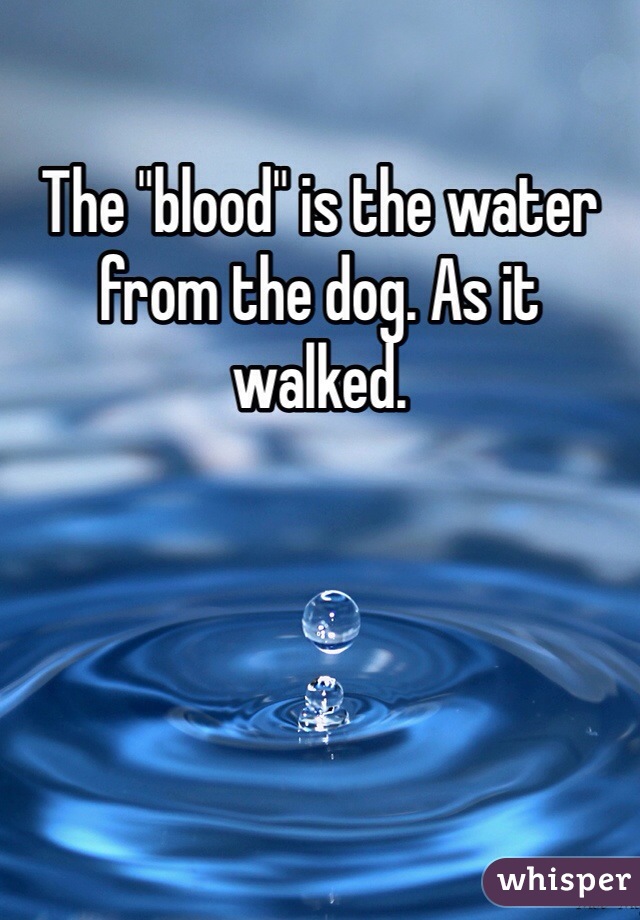 The "blood" is the water from the dog. As it walked. 
