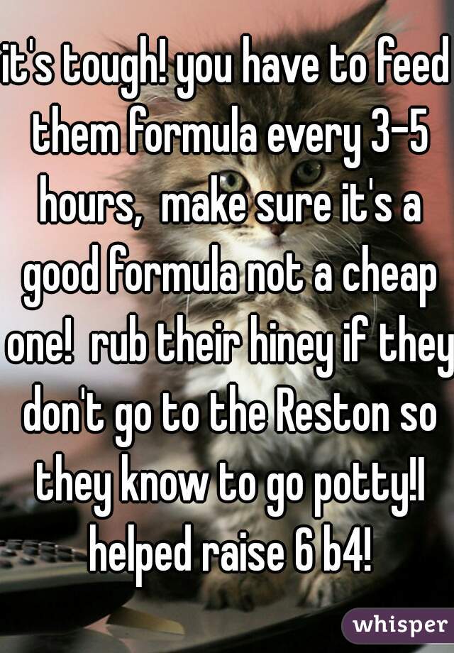 it's tough! you have to feed them formula every 3-5 hours,  make sure it's a good formula not a cheap one!  rub their hiney if they don't go to the Reston so they know to go potty!I helped raise 6 b4!