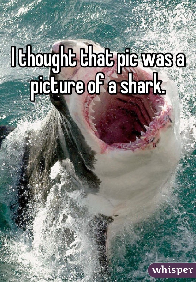 I thought that pic was a picture of a shark.