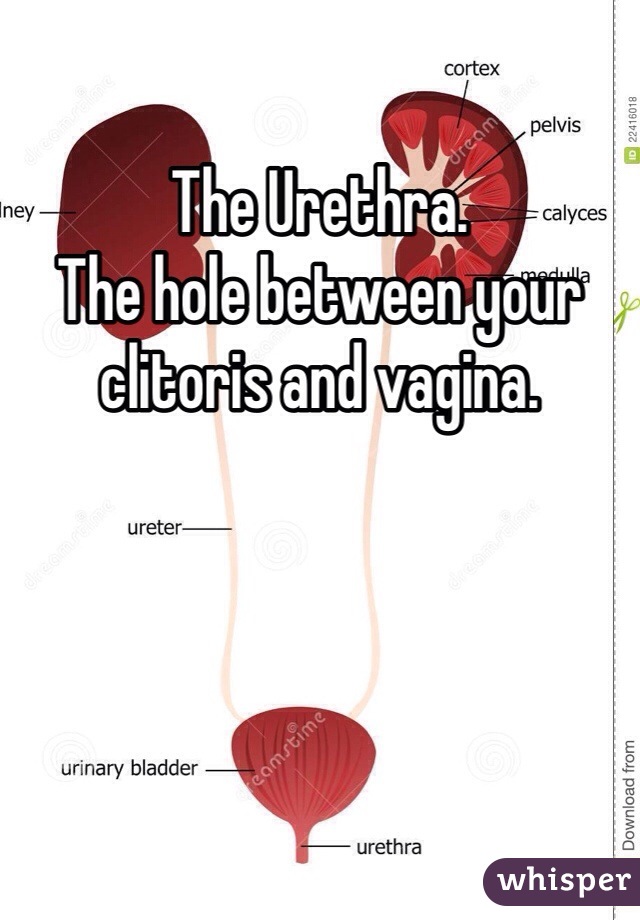 The Urethra. 
The hole between your clitoris and vagina.   