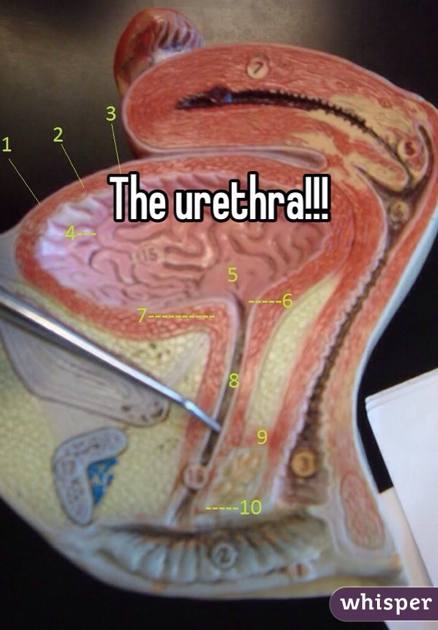 The urethra!!! 