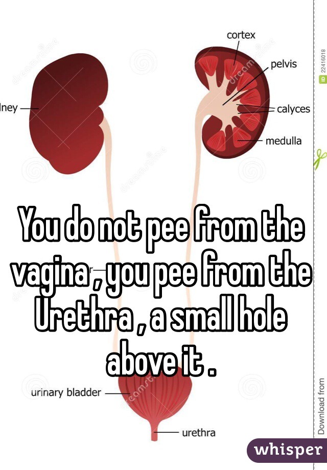 You do not pee from the vagina , you pee from the Urethra , a small hole above it . 
