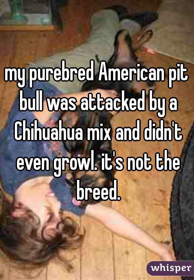 my purebred American pit bull was attacked by a Chihuahua mix and didn't even growl. it's not the breed.
