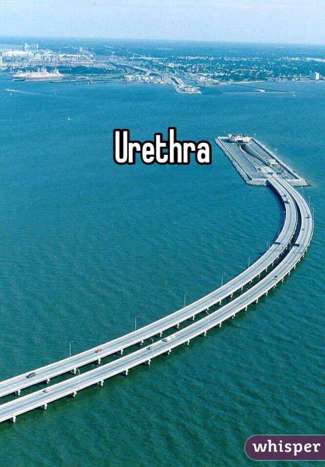 Urethra