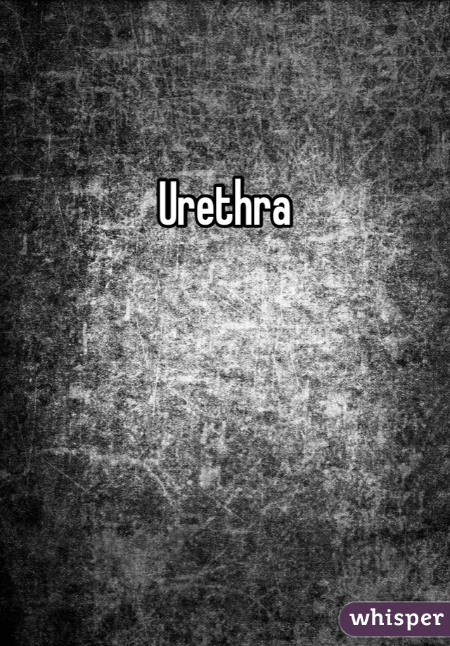 Urethra