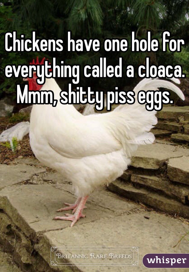 Chickens have one hole for everything called a cloaca. Mmm, shitty piss eggs.