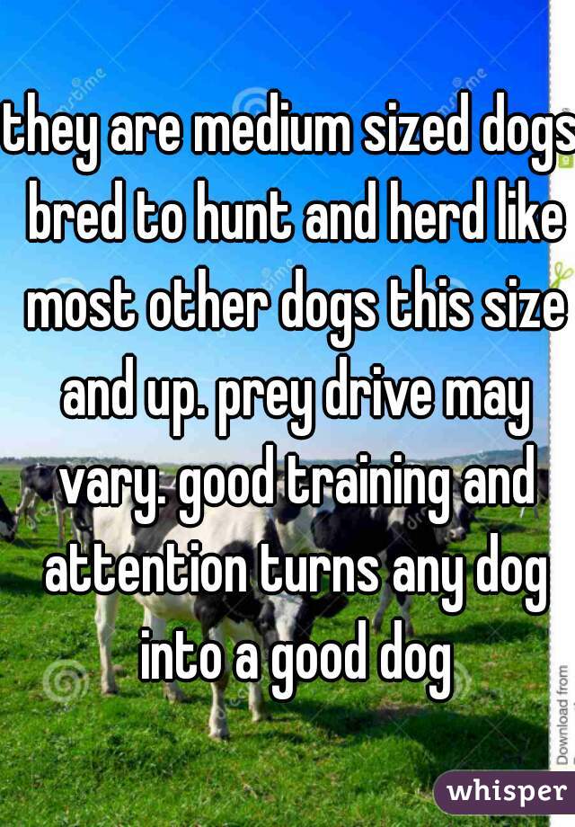 they are medium sized dogs bred to hunt and herd like most other dogs this size and up. prey drive may vary. good training and attention turns any dog into a good dog