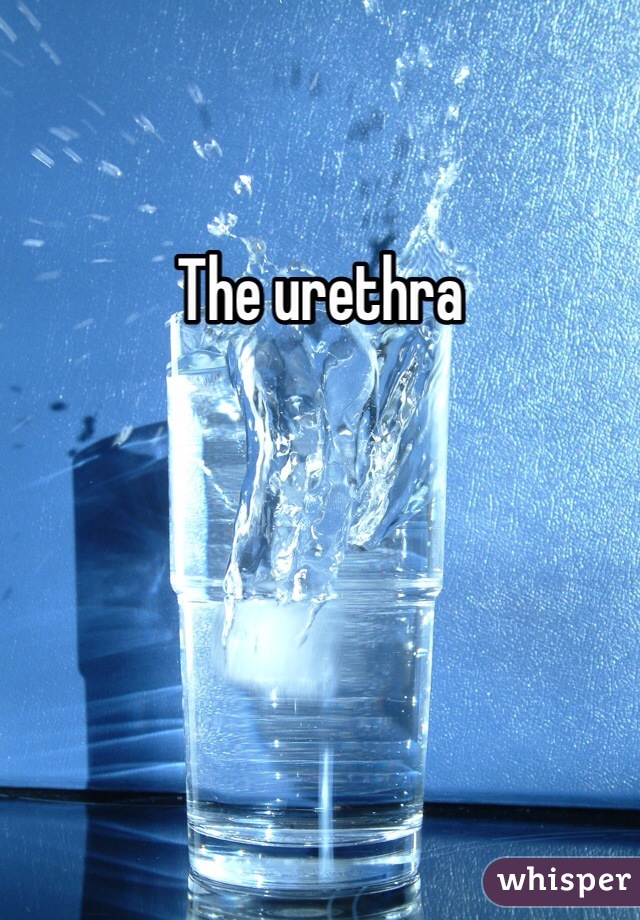 The urethra 