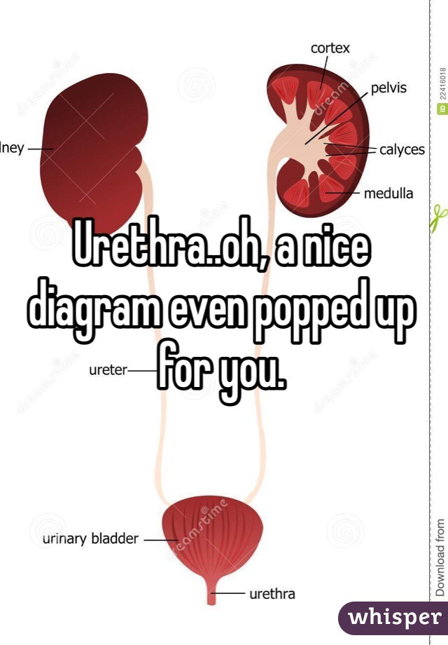 Urethra..oh, a nice diagram even popped up for you. 