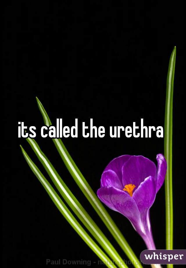 its called the urethra 