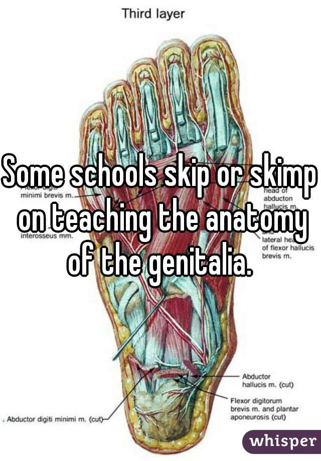 Some schools skip or skimp on teaching the anatomy of the genitalia. 