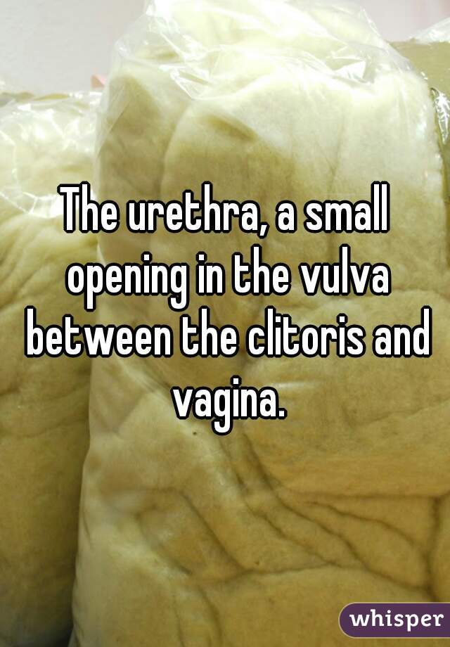 The urethra, a small opening in the vulva between the clitoris and vagina.