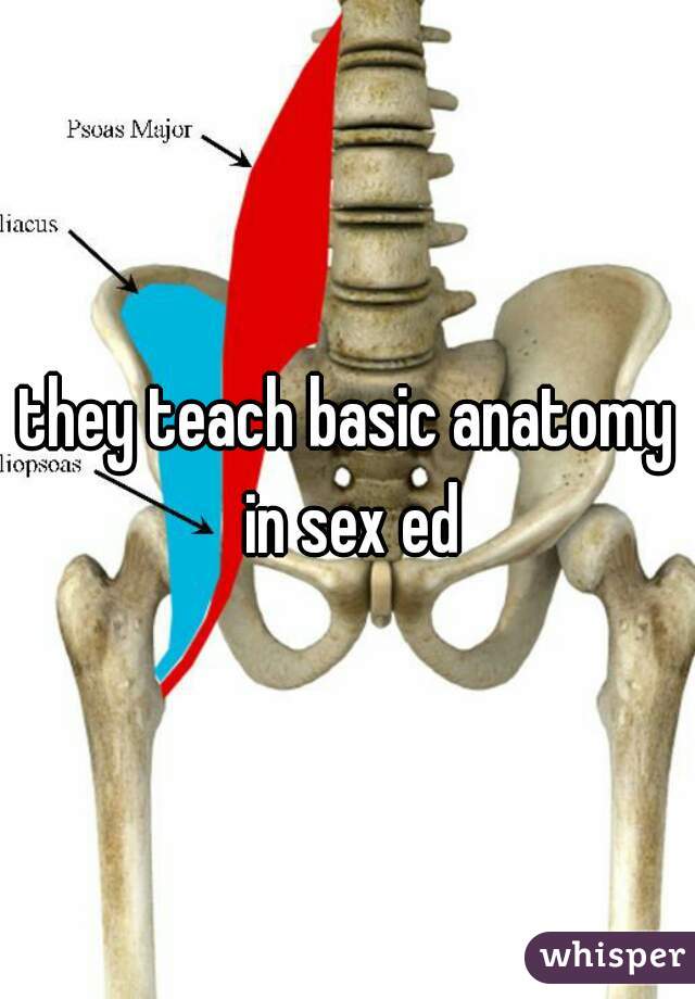 they teach basic anatomy in sex ed