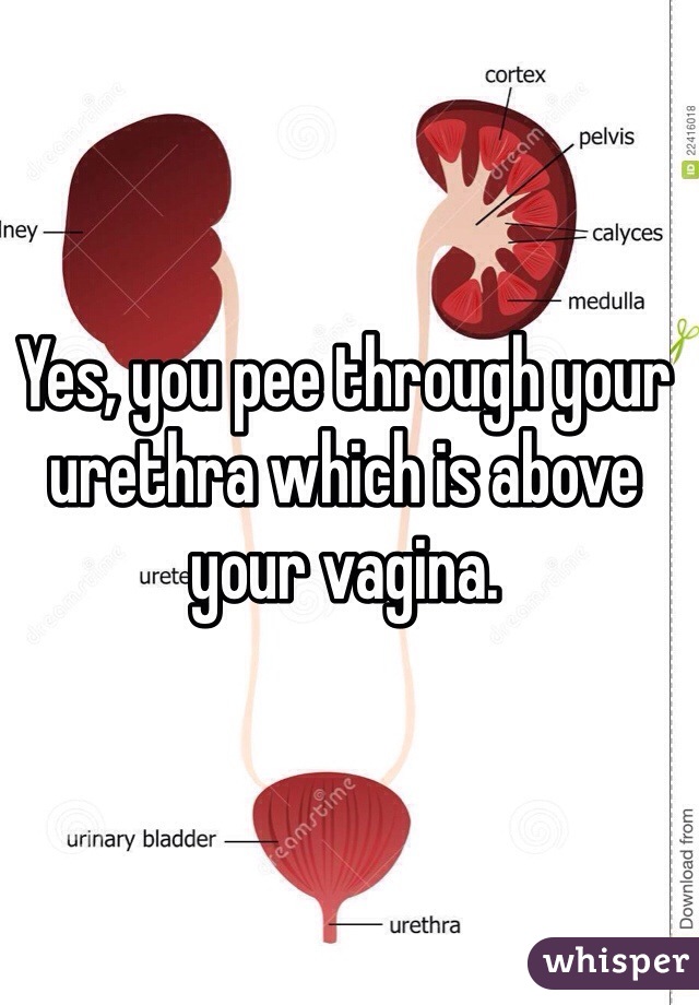 Yes, you pee through your urethra which is above your vagina.   