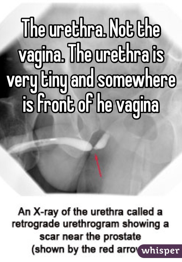 The urethra. Not the vagina. The urethra is very tiny and somewhere is front of he vagina