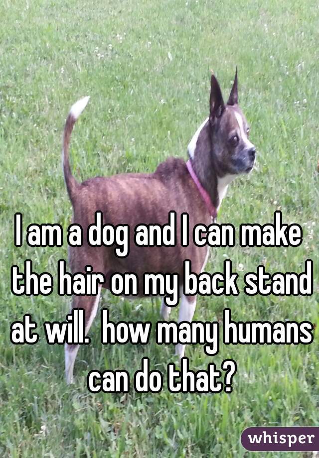 I am a dog and I can make the hair on my back stand at will.  how many humans can do that?