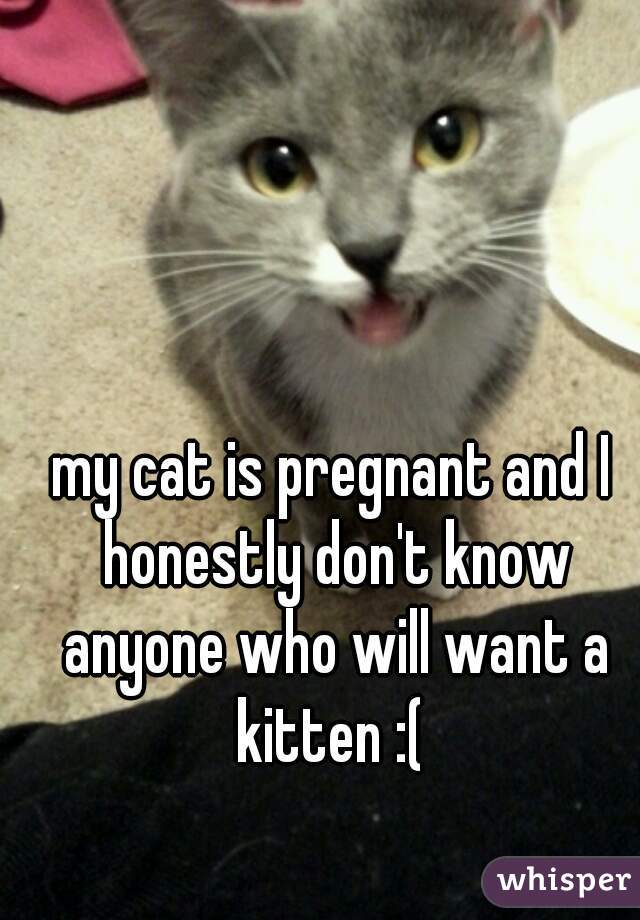 my cat is pregnant and I honestly don't know anyone who will want a kitten :( 