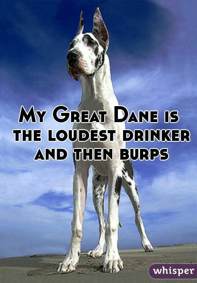 My Great Dane is the loudest drinker and then burps