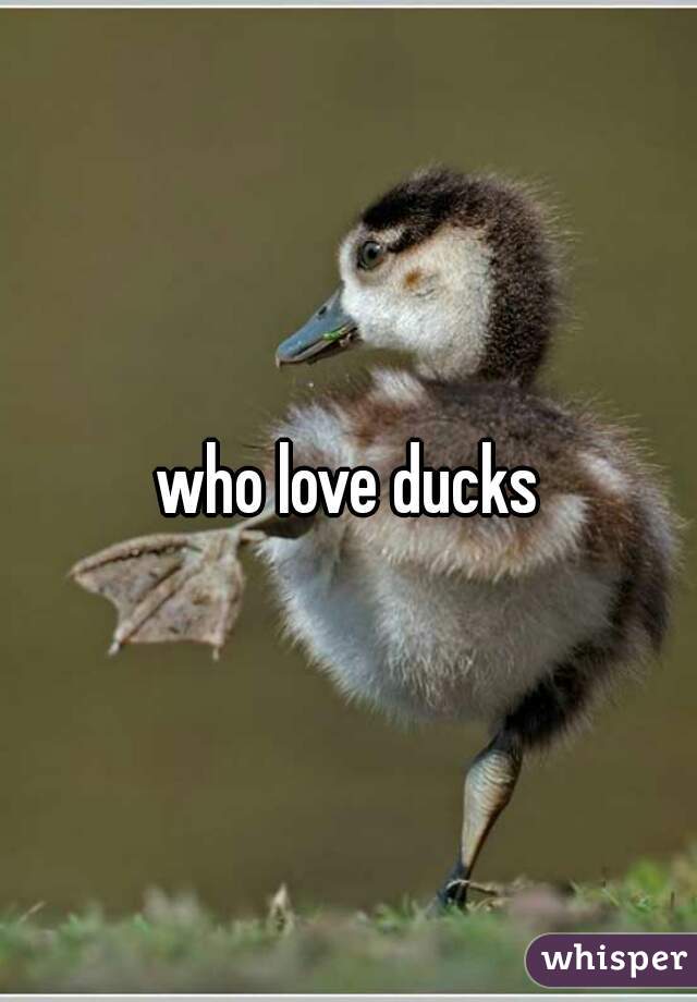 who love ducks