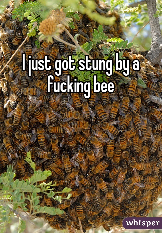 I just got stung by a fucking bee 