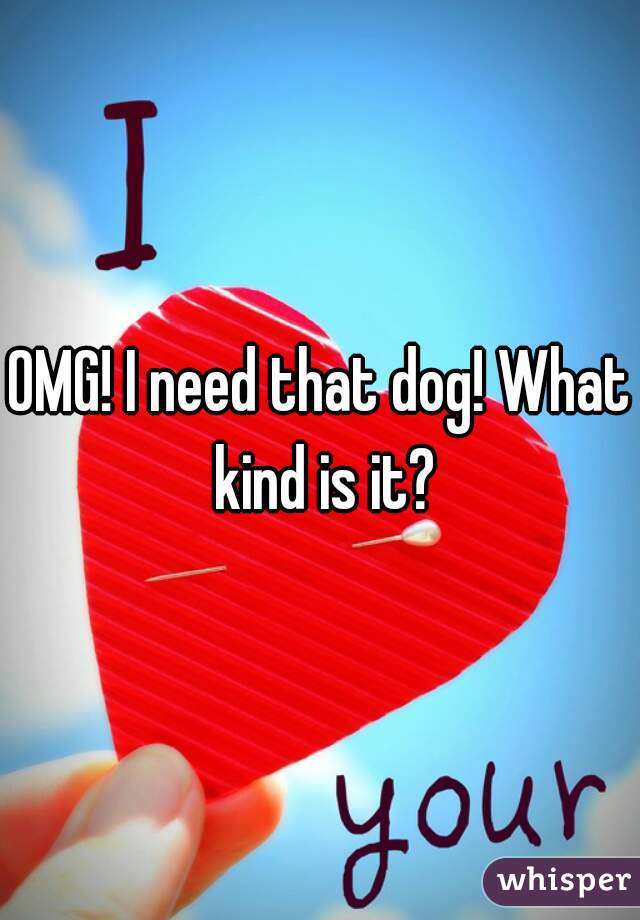 OMG! I need that dog! What kind is it?