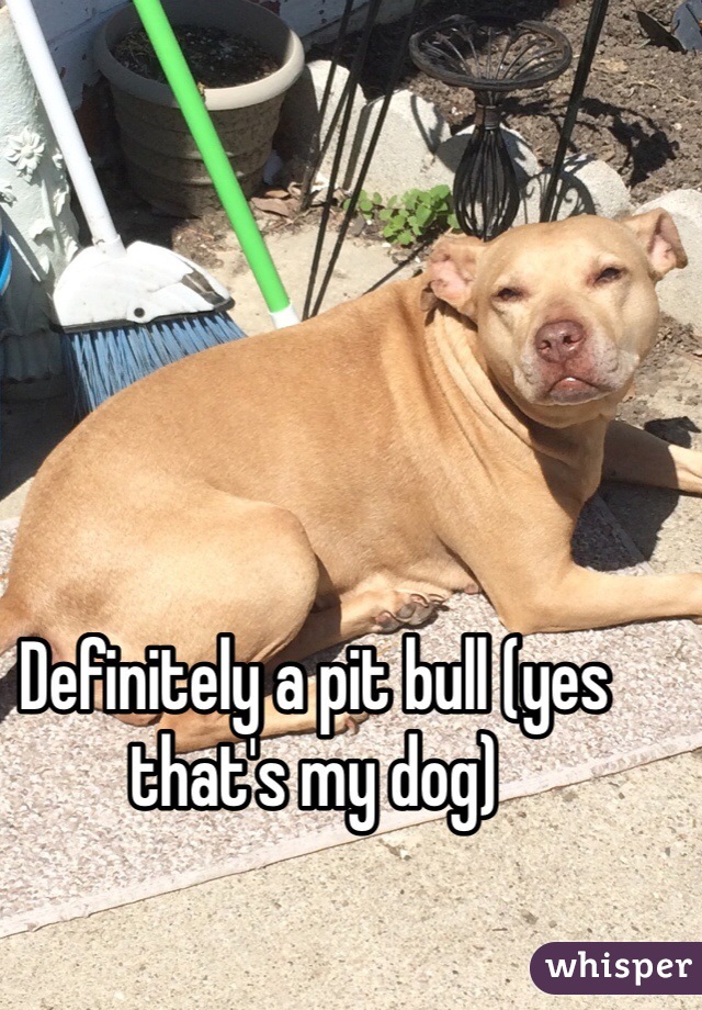 Definitely a pit bull (yes that's my dog)