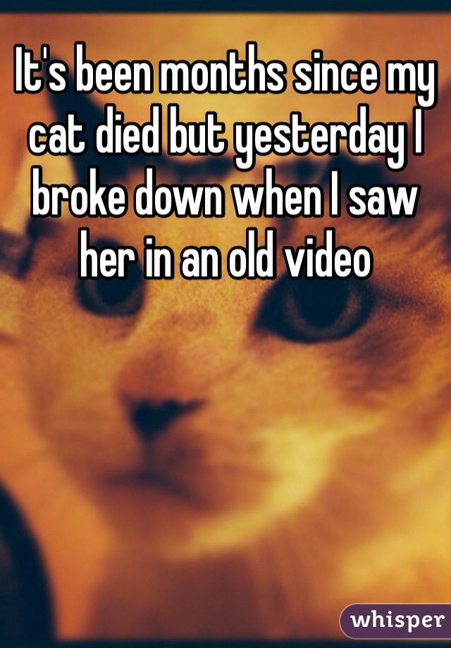 It's been months since my cat died but yesterday I broke down when I saw her in an old video 