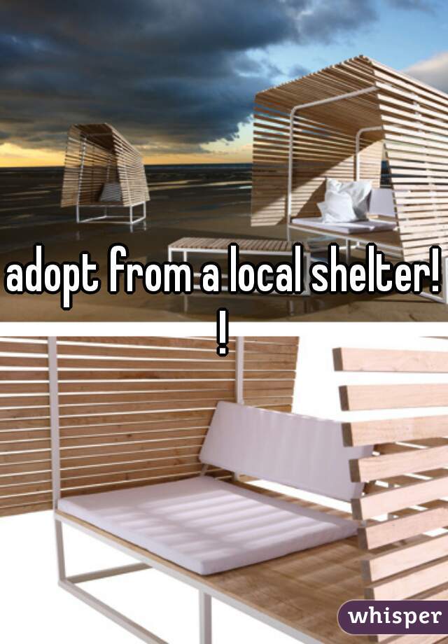 adopt from a local shelter! ! 