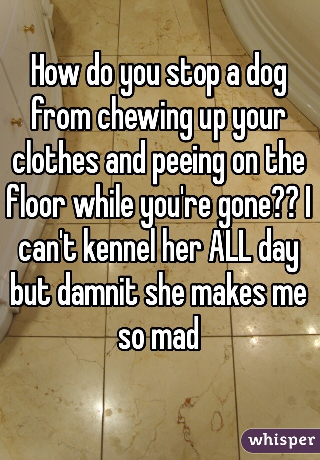 How do you stop a dog from chewing up your clothes and peeing on the floor while you're gone?? I can't kennel her ALL day but damnit she makes me so mad 